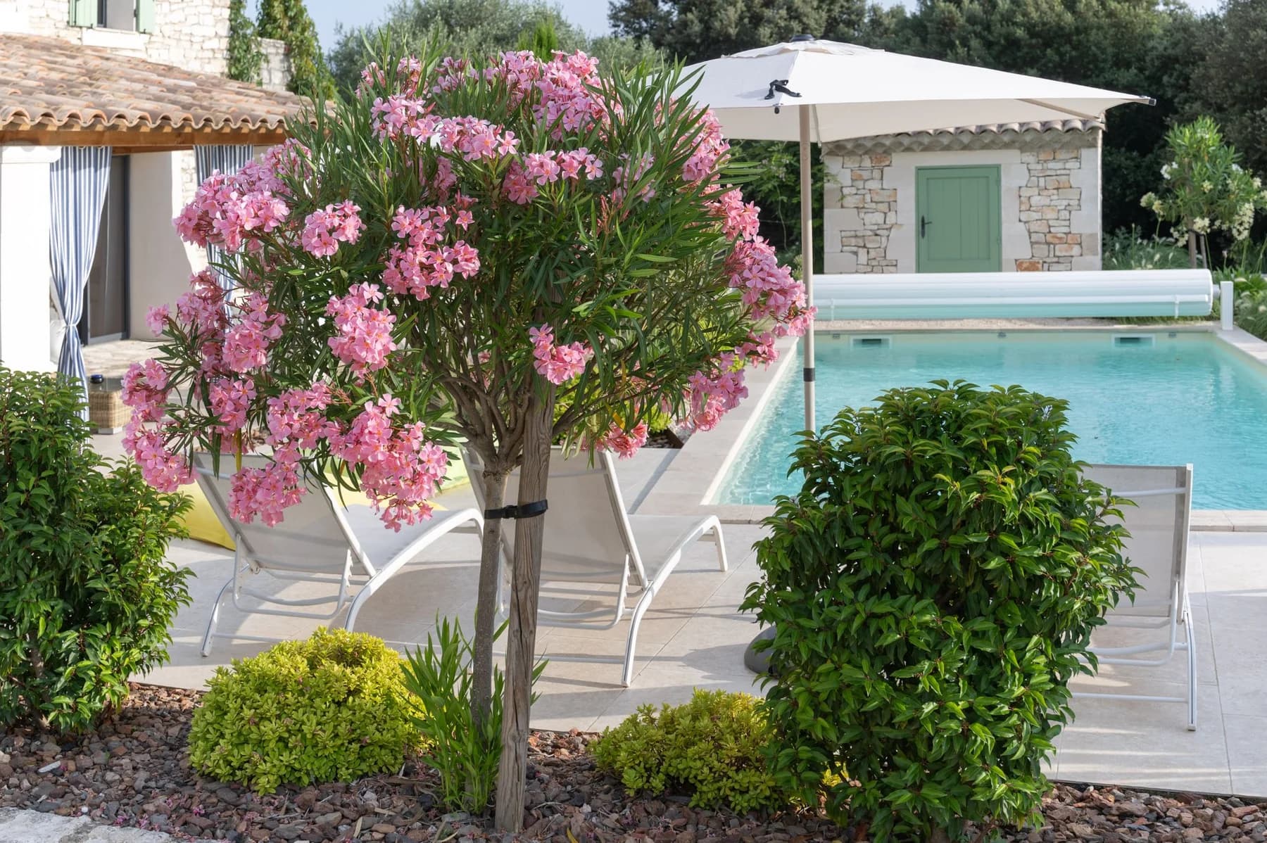 Piscine bordée de lauriers roses — domaine Châteauneuf-du-Pape