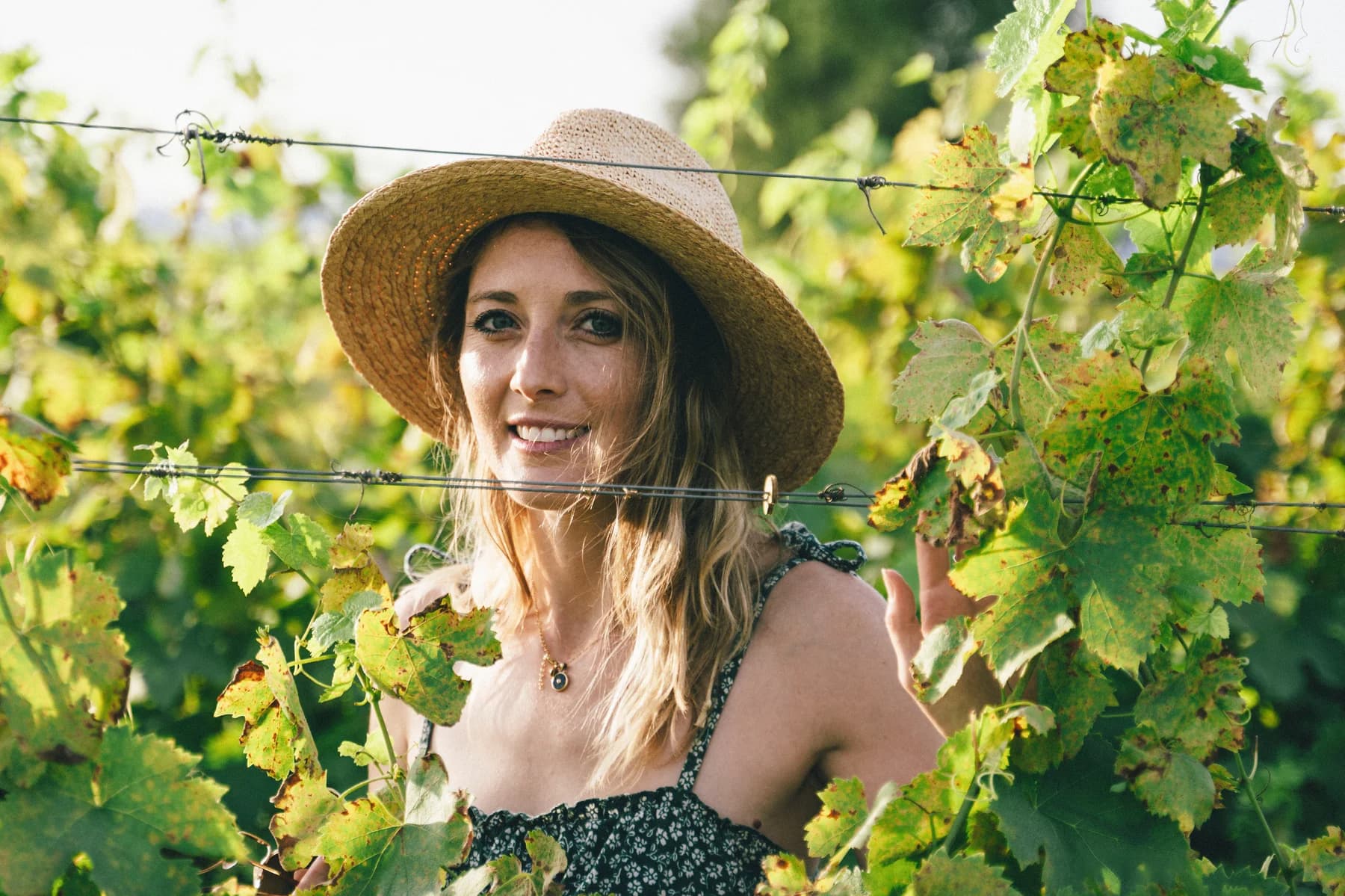 Domaine viticole Ardèche