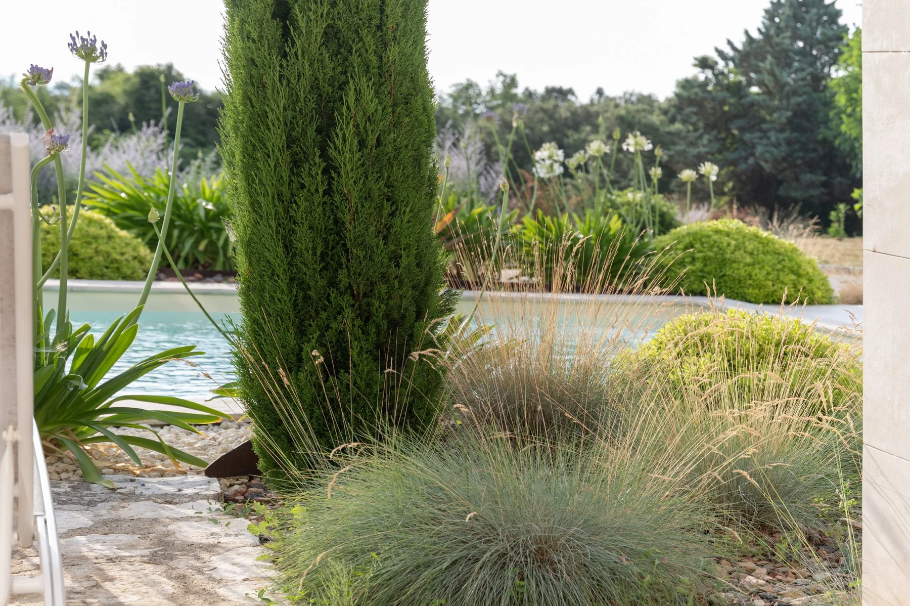 Cyprès et graminées en bord de piscine — propriété du Gard